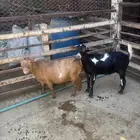قزميات فاخره