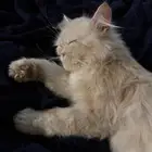 قط ذكر بيكي فيس للتبني