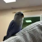 روز