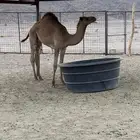 قعود هجن مفرود