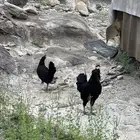 طقم دجاج اندنوسي