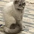 قطه للتبني المستعجل