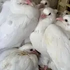 زغاليل حمام فرنسي فاخر