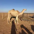 للبيع بكره بنت لقحه. باتليه