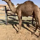 قعدان قصب 2