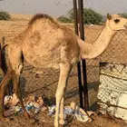 يكره ارك عمرها 6شهور