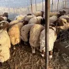 نعيمي بلدي ومتوفر تمارا