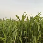 اعلاف ( ذرة ) جديد