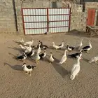 بط بلدي