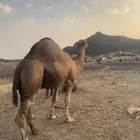 جمل احمر للبيع مشروط