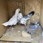 حمام بلدي