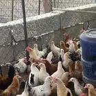 دجاج بلدي تم البيع