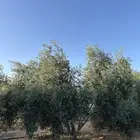 زيتون