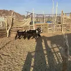 تيوس عارضيات ذبايح