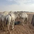 ابل. للبيع