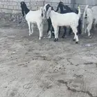 عنقان معزا