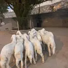 خرفان ورخال