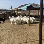 ذبايح حري ونعيمي