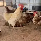 دجاج لهمان بياض