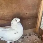 زوج حمام اللماني