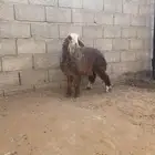 رخل للبيع