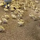 بط بكيني صوص سوبر جانبو