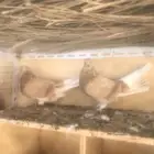 ذكرين اوكراني ( سكاي كتر )