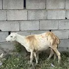 نعجه منتوج وعشار