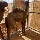 قعود للبيع