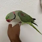 ذكر درة نيبالي