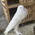 ذكر ابو مريان