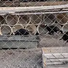 فزنت للبيع ذكور فقط