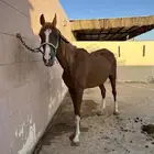 فرس لقاح ومعها مهر