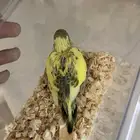 بفرخ بادجي لعشاق الهدد