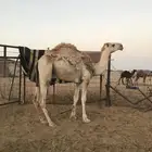 قعود لقي على طيحان ابن وديد
