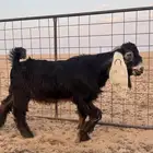تيس