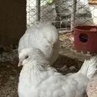 جوز كنق
