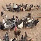 دجاج بلدي