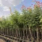 متوفر جميع الاشجار احجام بوصه وبوصه ونص