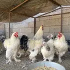 دجاج