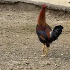 ديك