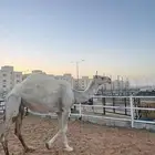 ناقه ضروبه عشرا منتج معزوله بنتها منها توها شاق