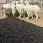 طليان