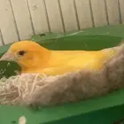 أنثى كناري سوري جاهزه ولافه العش (( تم البيع ))