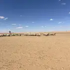 مطلوب راعي غنم