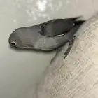 روز مفطوم وهدد