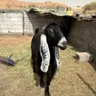 تيس وعنز عوارض