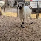 هاجين نعيمي خروف