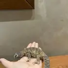 ضب للبيع
