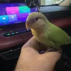 روز اليف للبيع